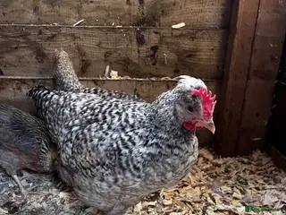 Chickens poultry 2 x free Cream legbar Cockerels - Advert 1