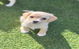 Mixed Breed dogs for sale: Shichon cross dachshund - Image 4