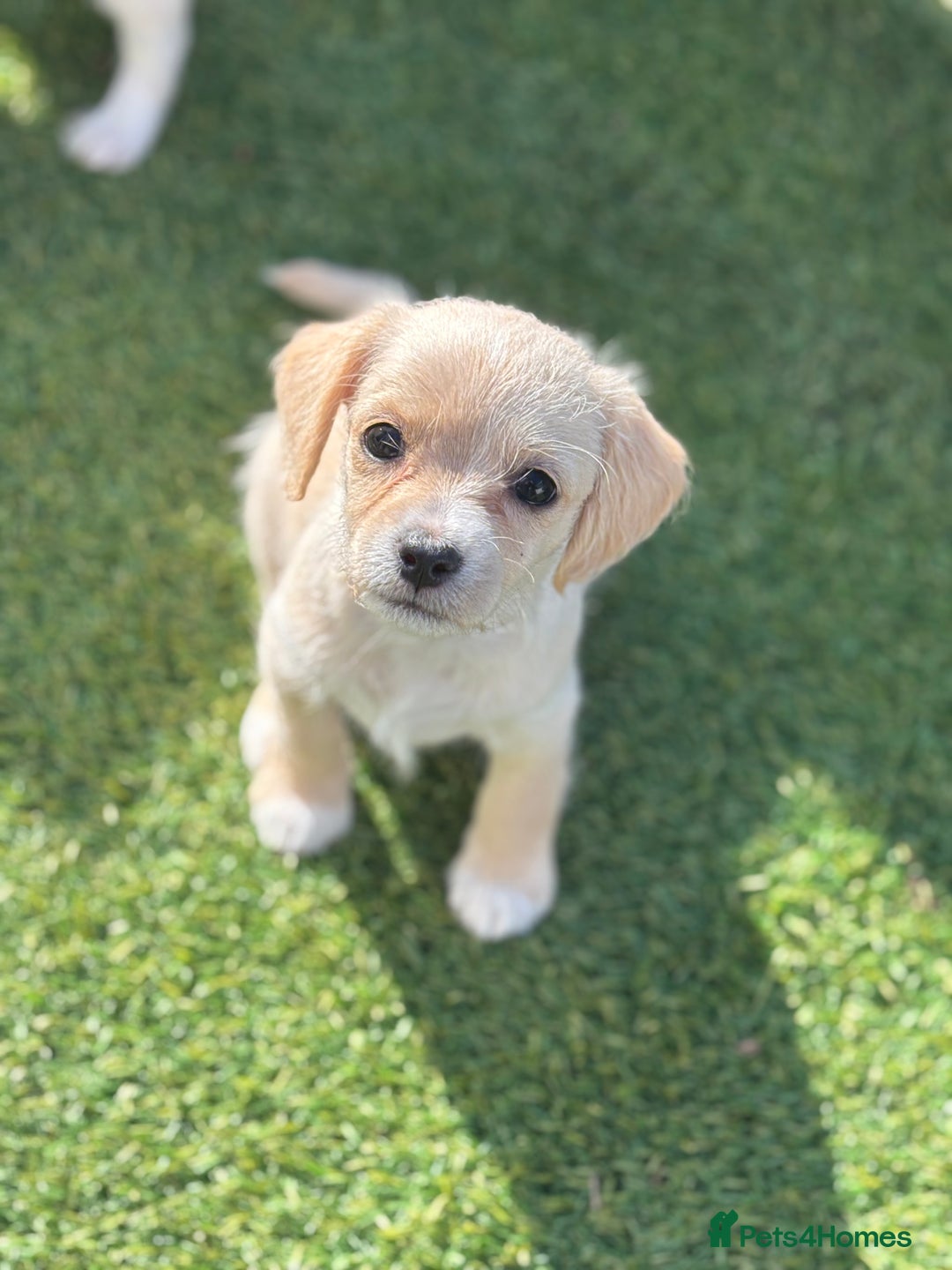 Mixed Breed dogs for sale: Shichon cross dachshund - Image 4