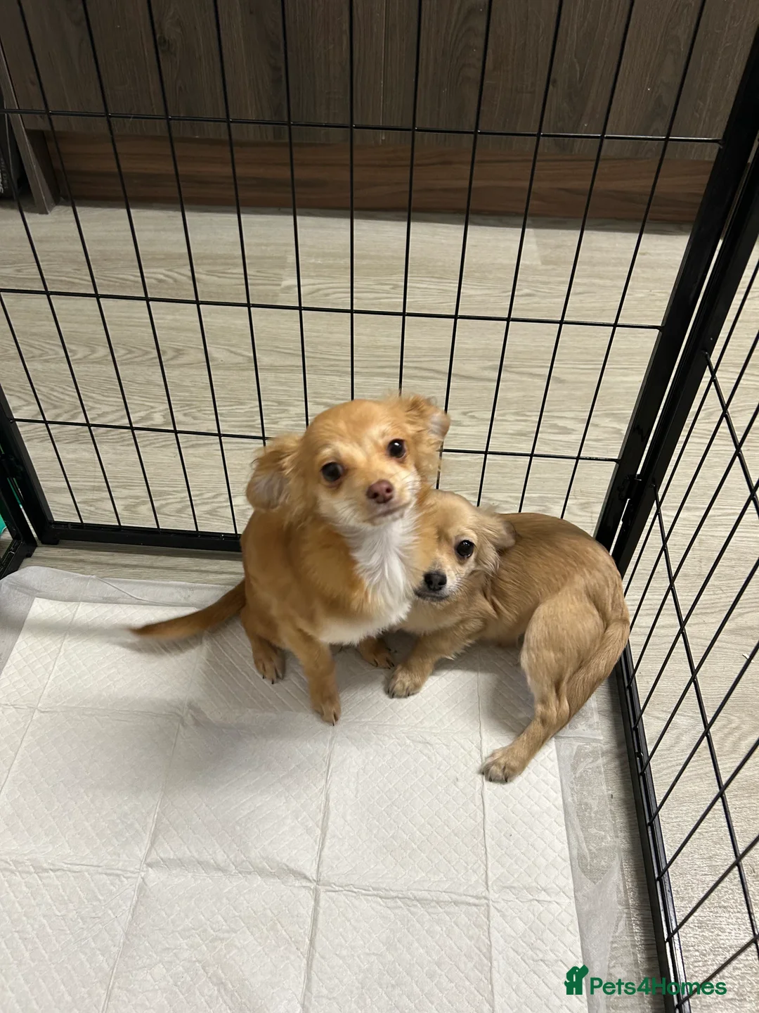 Chipoo dogs for sale: Female chihuahua  - Advert 1