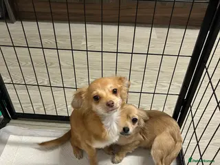 Chipoo dogs Female chihuahua - Advert 1