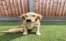 Golden Retriever dogs for sale: KC REGISTERED ®️ GOLDEN RETRIEVER PUPPIES 🐶 ❤️ - Image 18