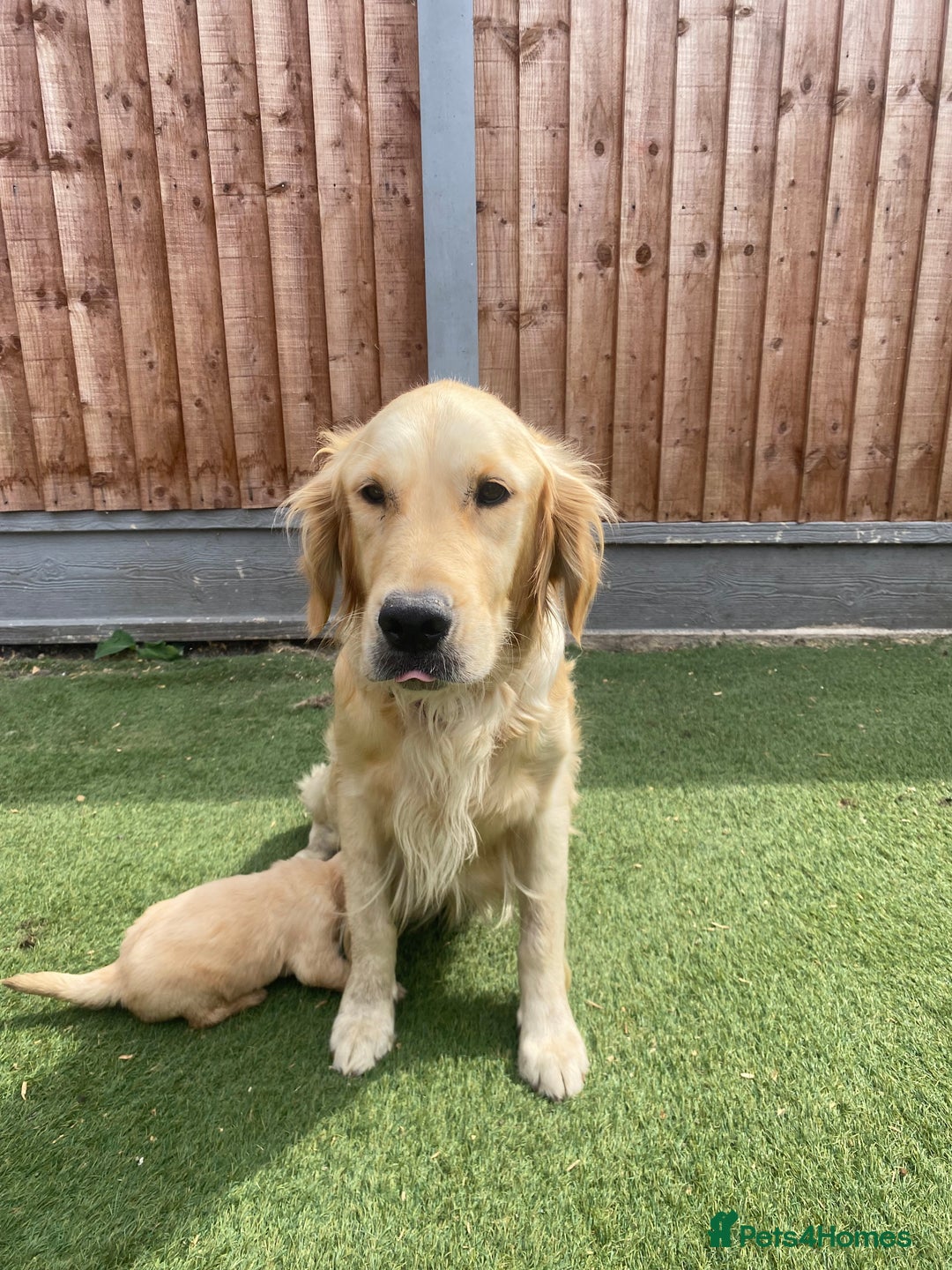 Golden Retriever dogs for sale: KC REGISTERED ®️ GOLDEN RETRIEVER PUPPIES 🐶 ❤️ - Image 18