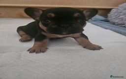 French Bulldog dogs for sale: French bulldog puppies - Image 10