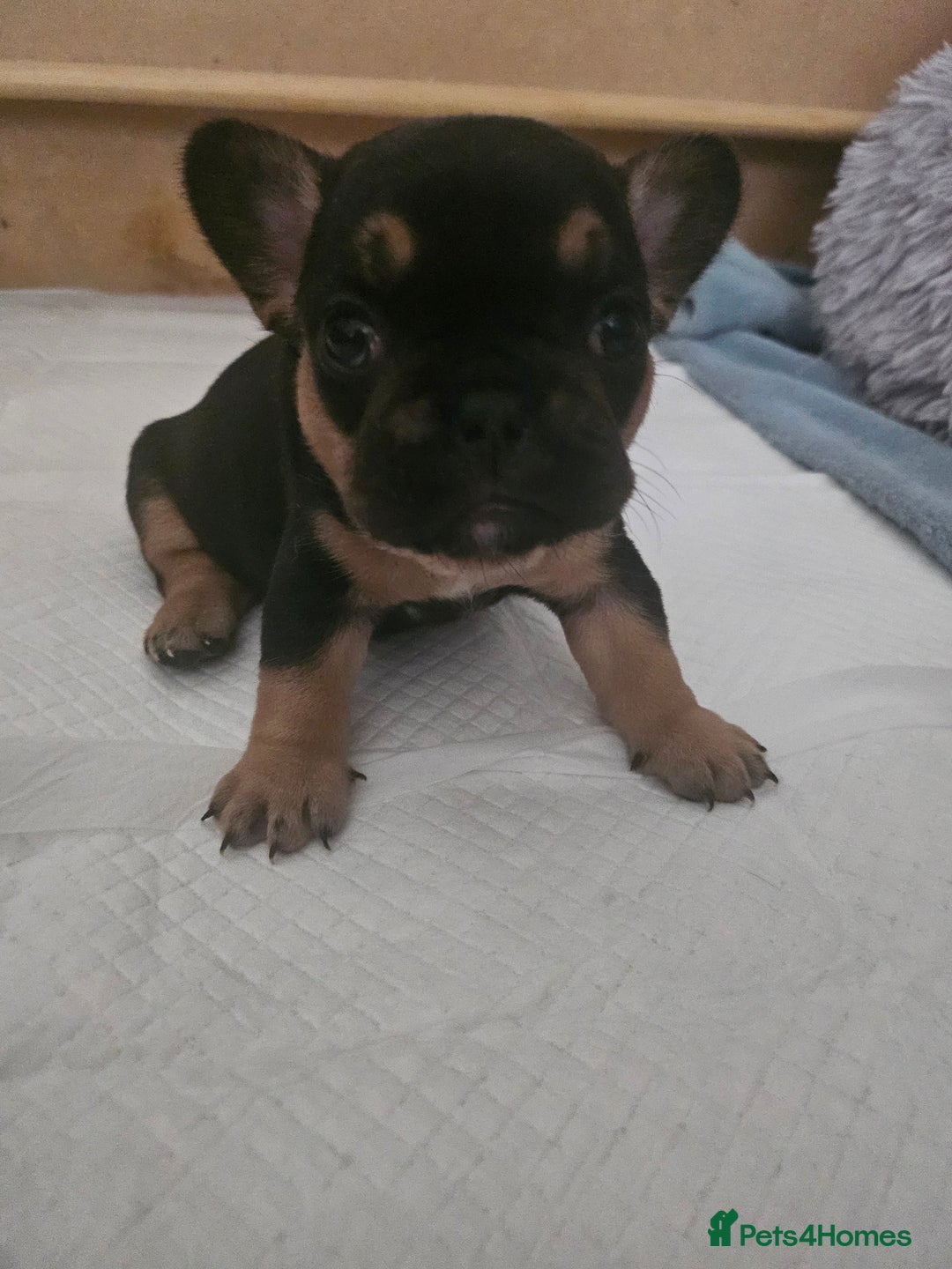 French Bulldog dogs for sale: French bulldog puppies - Image 10