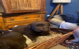Labrador Retriever dogs for sale: 6 Adorable Chocolate Labs for Sale - Image 10
