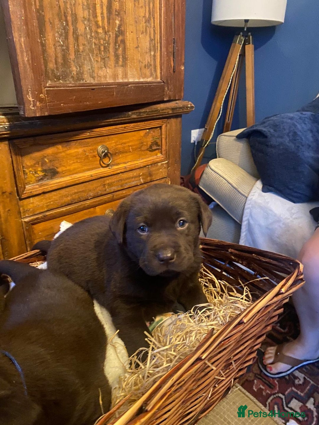 Labrador Retriever dogs for sale: 6 Adorable Chocolate Labs for Sale - Image 10