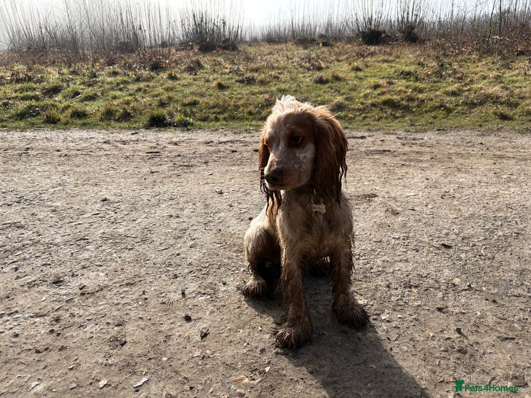 Cocker Spaniel dogs for stud: * Proven* cocker spaniel stud - Image 2