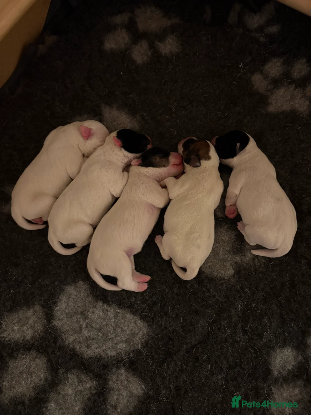 Parson Russell dogs for sale: Gorgeous Litter of Parson Terrier puppies  in Uxbridge - Advert 2