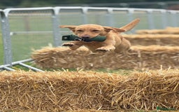 Labrador Retriever dogs for stud: ⭐️REGGIE⭐️ PROVEN KC REG WORKING LABRADOR STUD in Chelmsford - Image 15