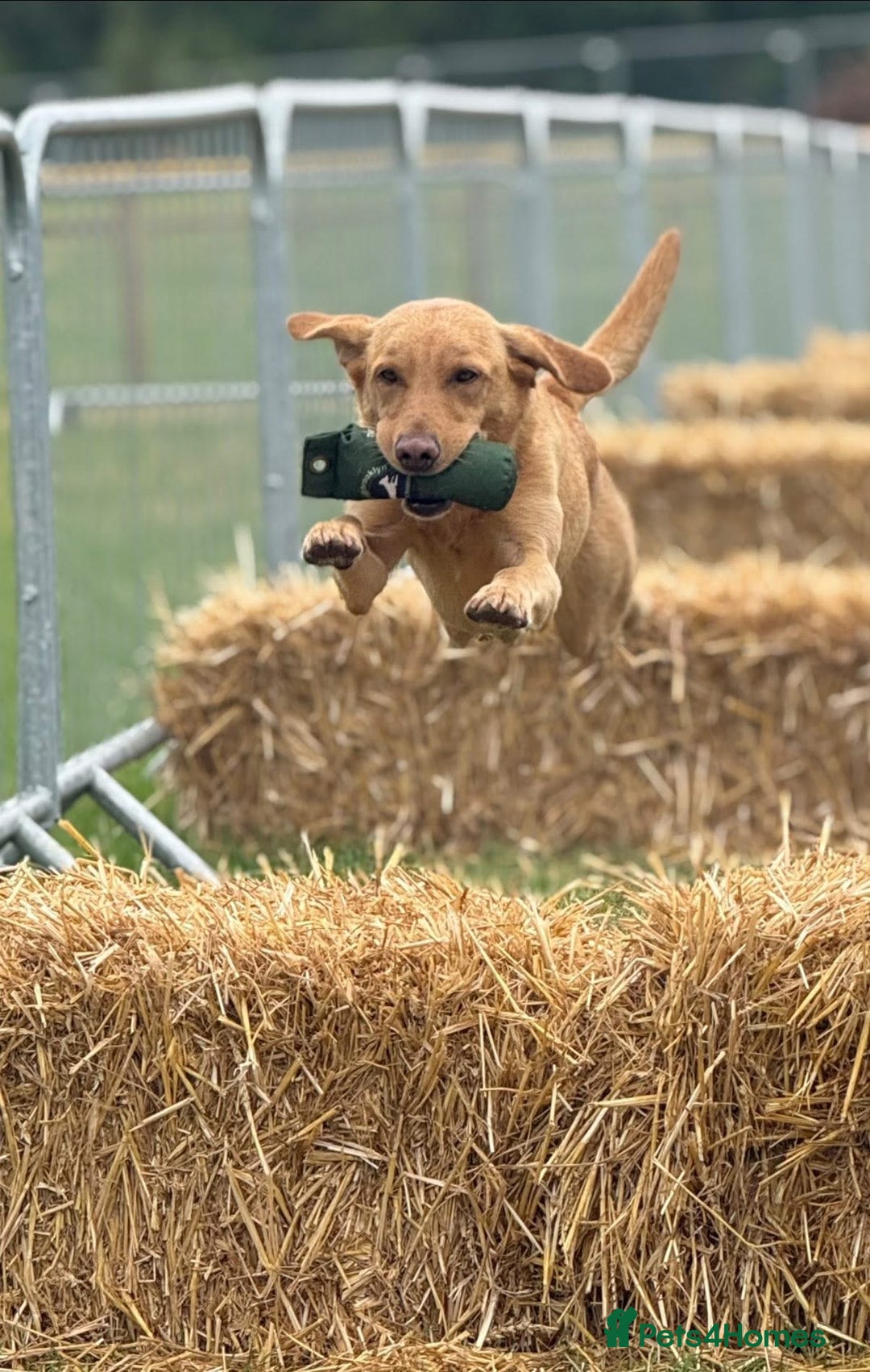 Labrador Retriever dogs for stud: ⭐️REGGIE⭐️ PROVEN KC REG WORKING LABRADOR STUD in Chelmsford - Image 15