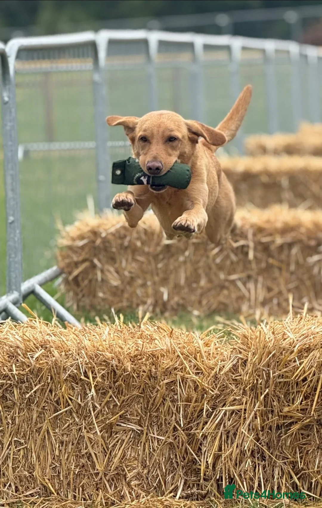 Labrador Retriever dogs for stud: ⭐️REGGIE⭐️ PROVEN KC REG WORKING LABRADOR STUD in Chelmsford - Advert 15