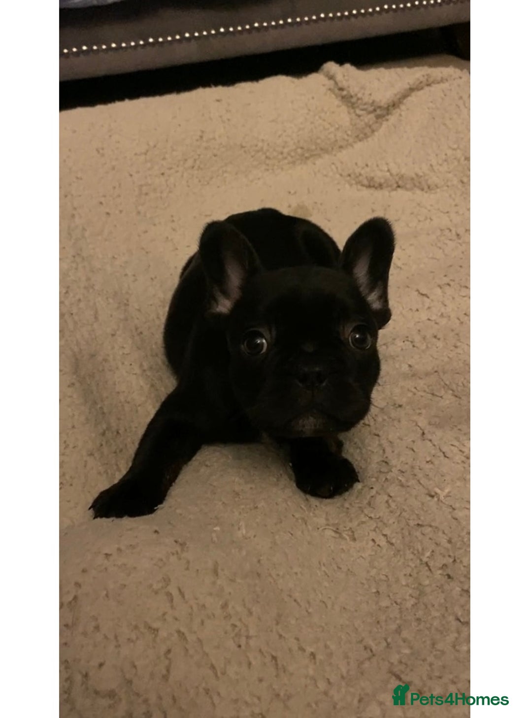 French Bulldog dogs for sale: French bulldogs puppy’s for sale - Advert 20