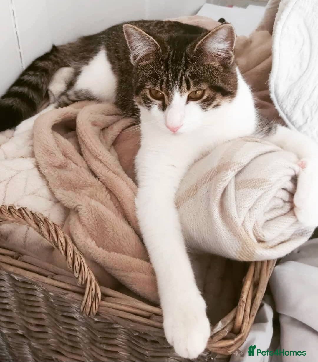Mixed Breed cats Looking for a loving home for our Male cat - Advert 1