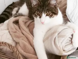 Mixed Breed cats Looking for a loving home for our Male cat - Advert 9
