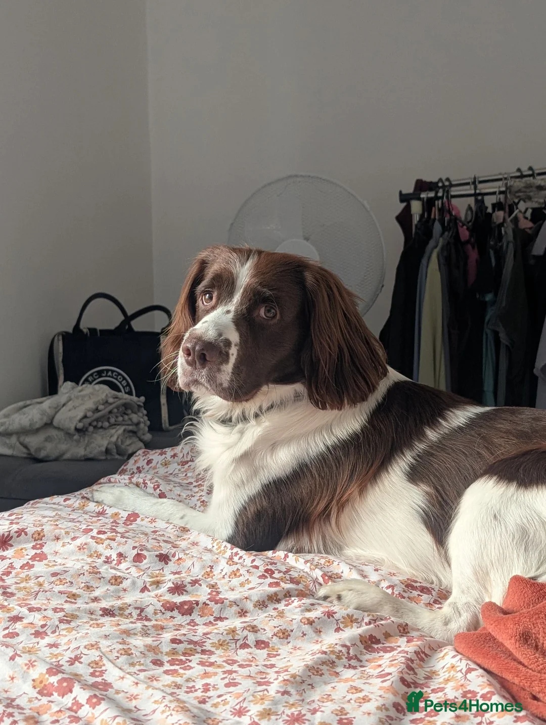 English Springer Spaniel dogs for stud: English Springer Spaniel  in Doncaster - Advert 2