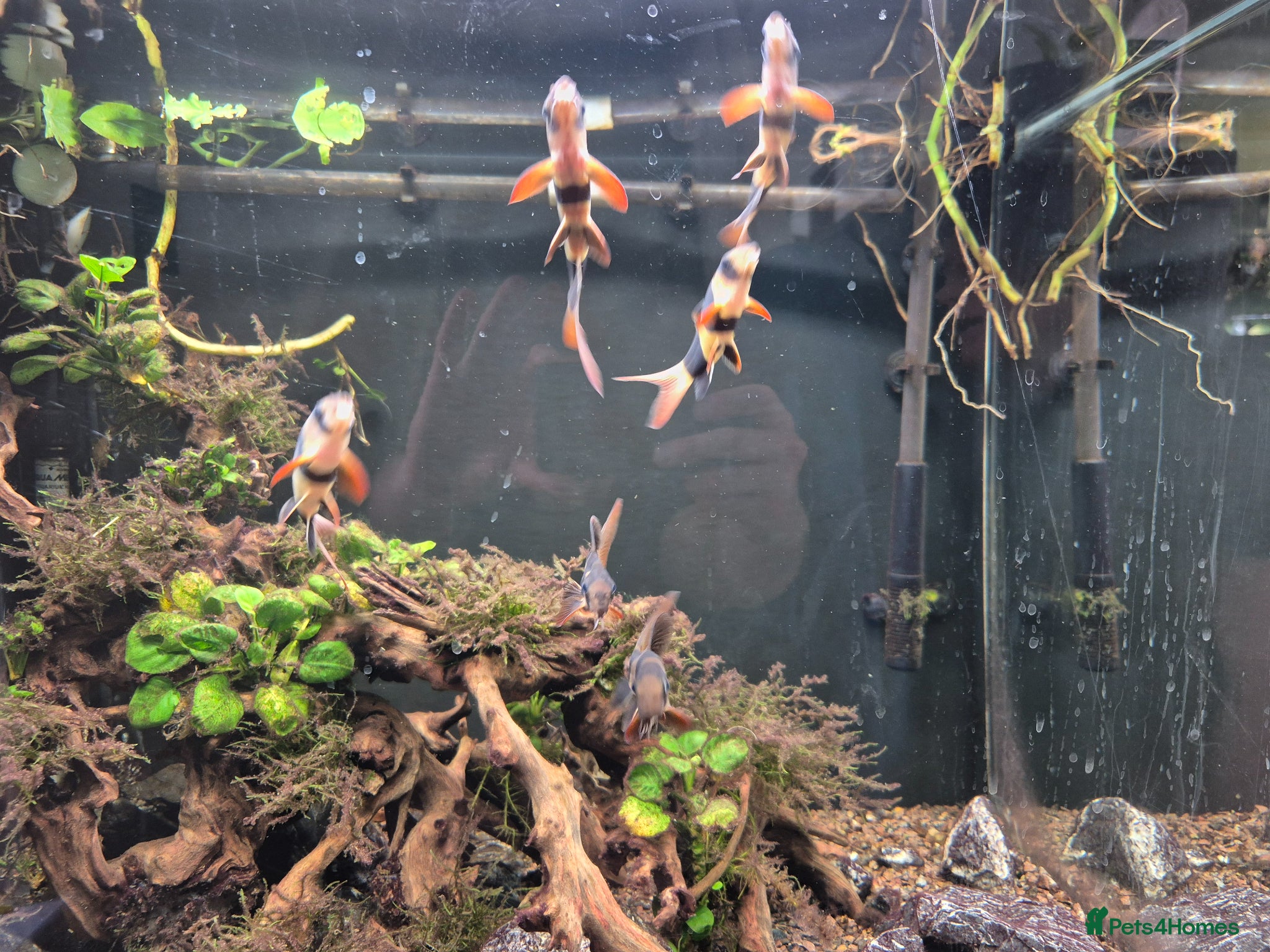 Loaches fish Clown Loach (Tropical) - Advert 3