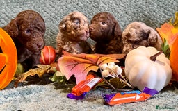 Miniature Poodle dogs for sale: Beautiful Miniature Poodle pups  - Image 10