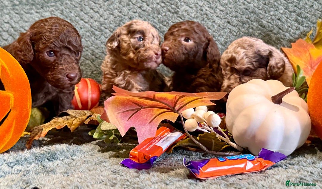Miniature Poodle dogs for sale: Beautiful Miniature Poodle pups  - Image 10