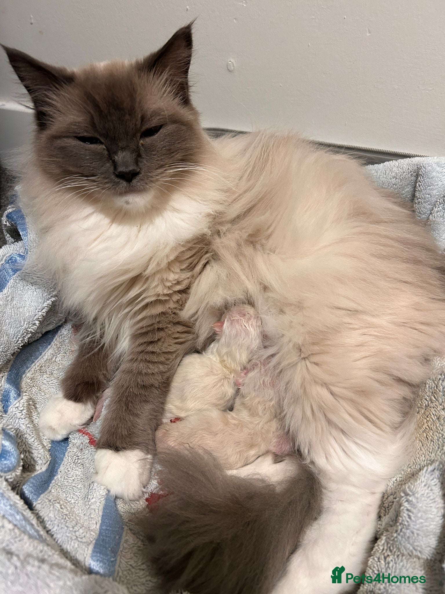 Ragdoll cats Exquisite Ragdoll Kittens Available - Advert 7