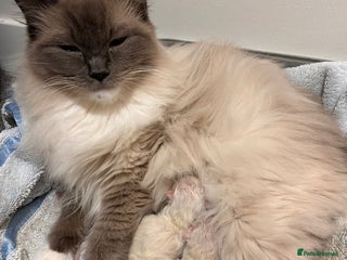 Ragdoll cats Exquisite Ragdoll Kittens Available - Advert 1