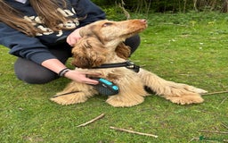 Cocker Spaniel dogs for sale: Outstanding show cocker pups - Image 28