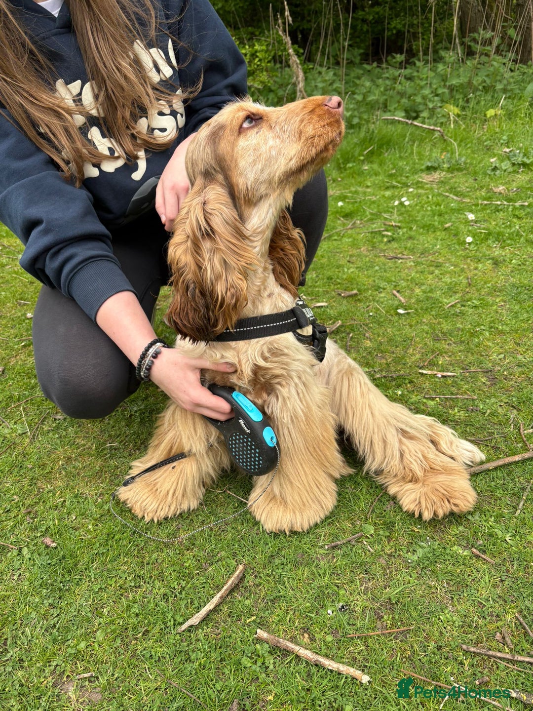 Cocker Spaniel dogs for sale: Outstanding show cocker pups - Image 28