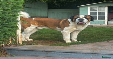 Saint Bernard dogs - Advert 4