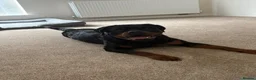 Rottweiler dogs for sale: Female Rottweiler  - Advert 6