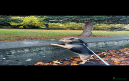 Mixed Breed dogs for sale: Lovely Lakeland Terrier Puppies  - Advert 5