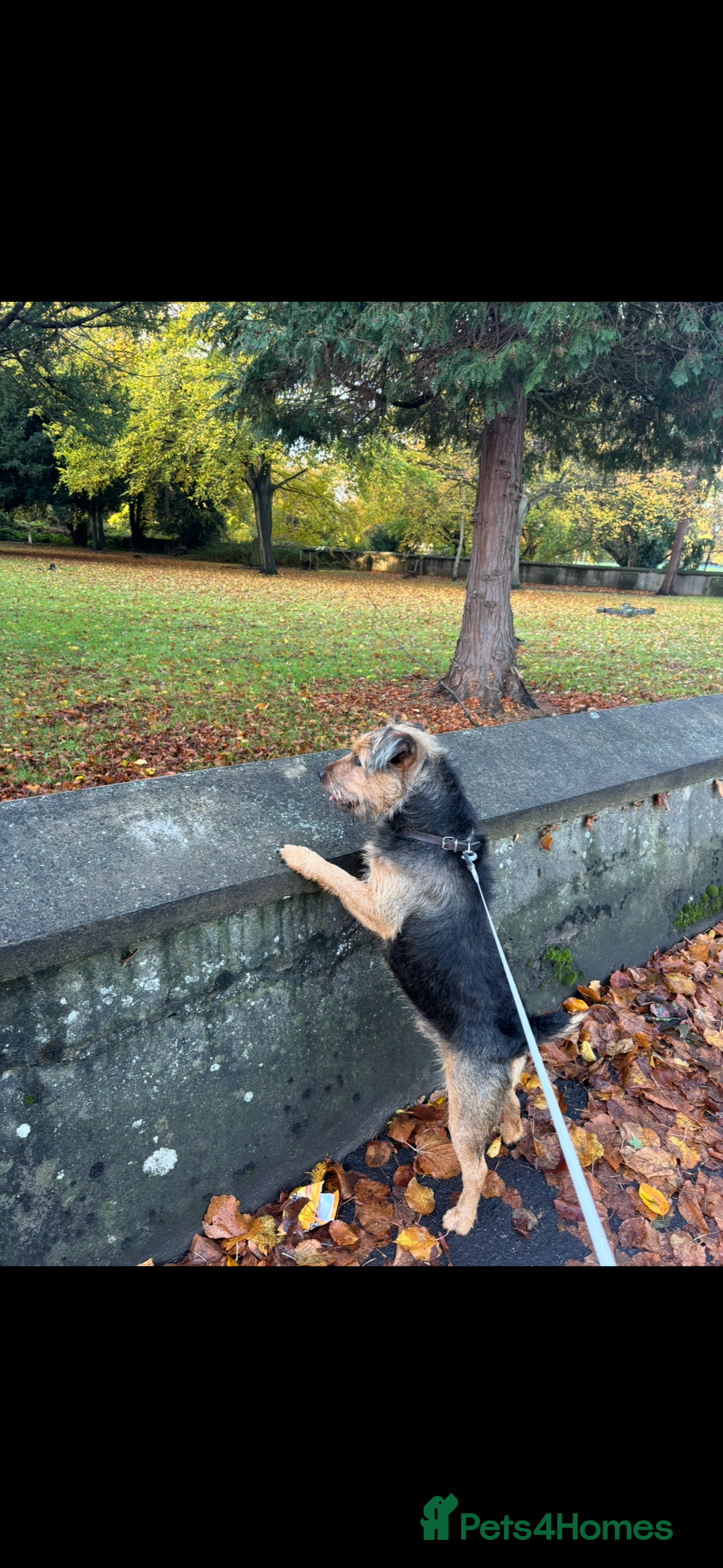Mixed Breed dogs for sale: Lovely Lakeland Terrier Puppies  - Advert 5