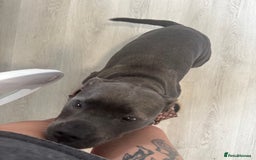 Mixed Breed dogs for sale: FEMALE STAFFY - Image 3