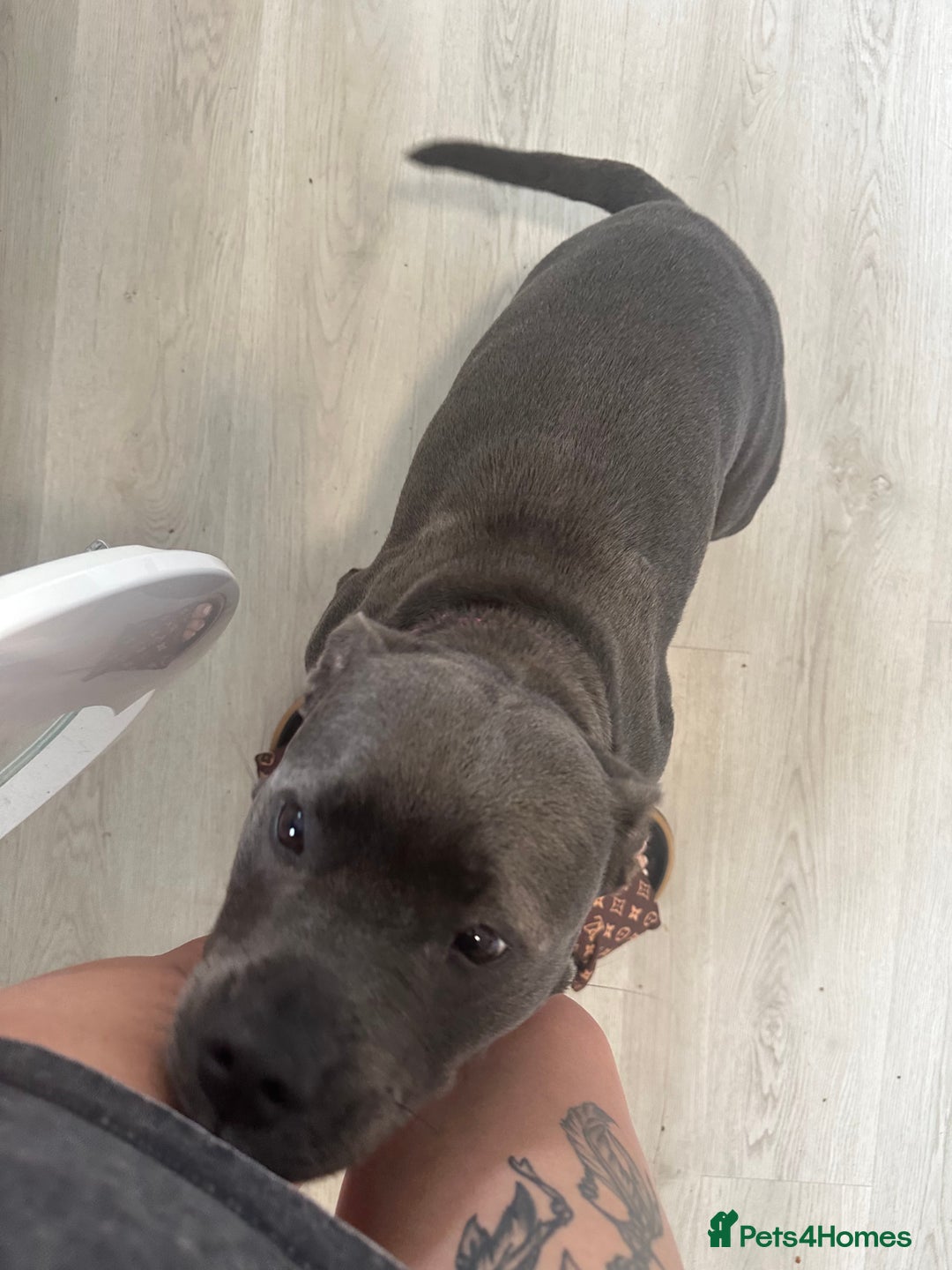 Mixed Breed dogs for sale: FEMALE STAFFY - Image 3