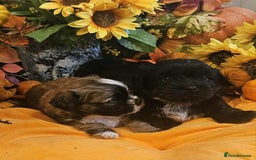 Mixed Breed dogs for sale: Beautiful puppies  - Image 2