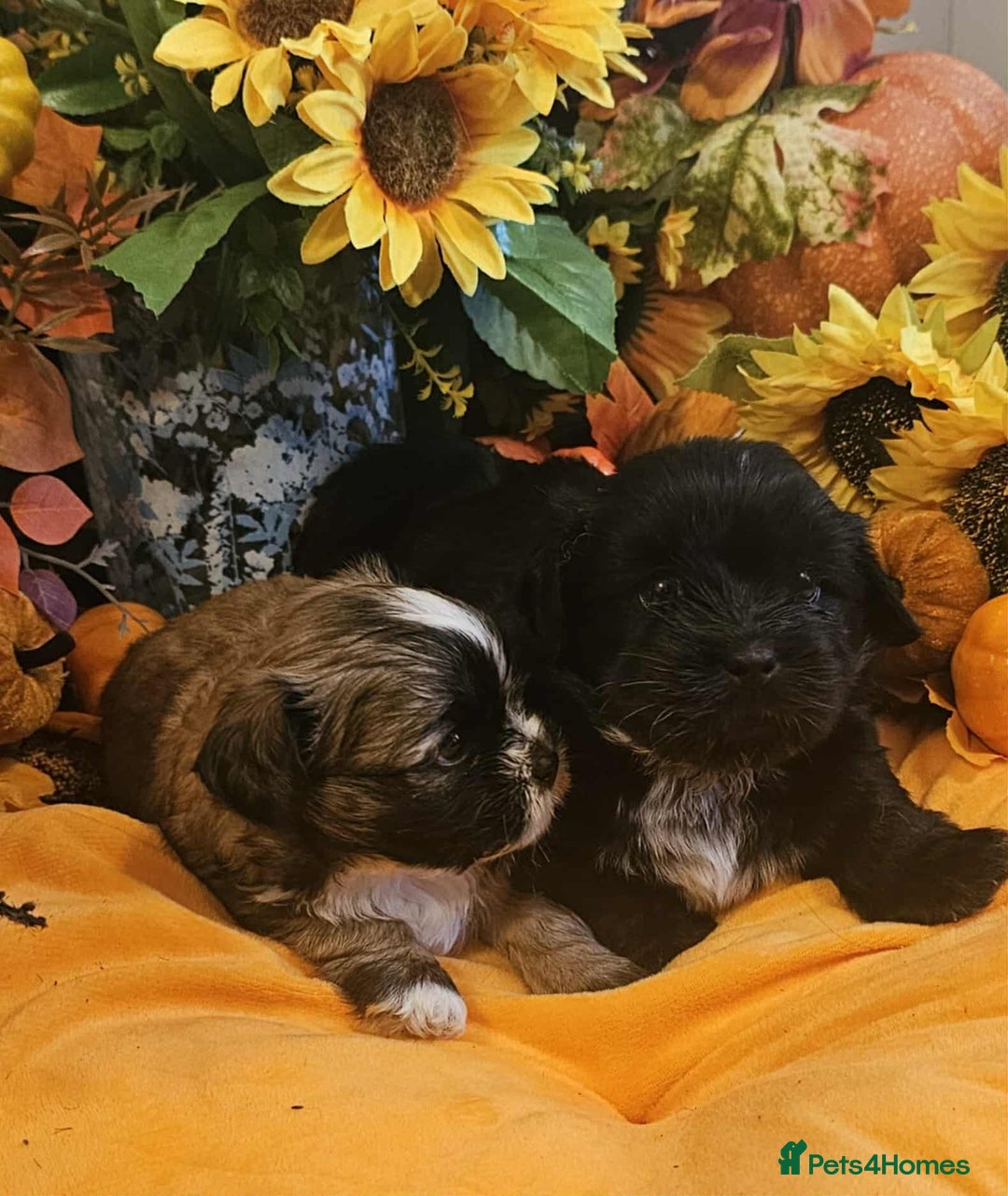 Mixed Breed dogs for sale: Beautiful puppies  - Image 2