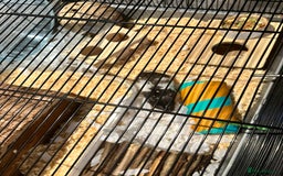 Hamster rodents for sale: Hamster looking for a new home - Image 2