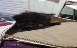 Mixed Breed cats for sale: Kittens - Image 4