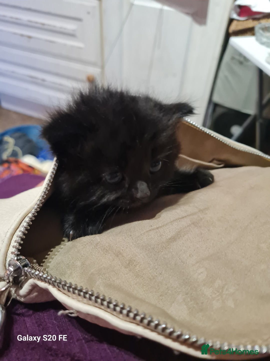 Mixed Breed cats for sale: Kittens - Image 4