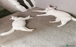 Mixed Breed cats for sale: Mixed breed Turkish Angora fluffy kittens - Image 7