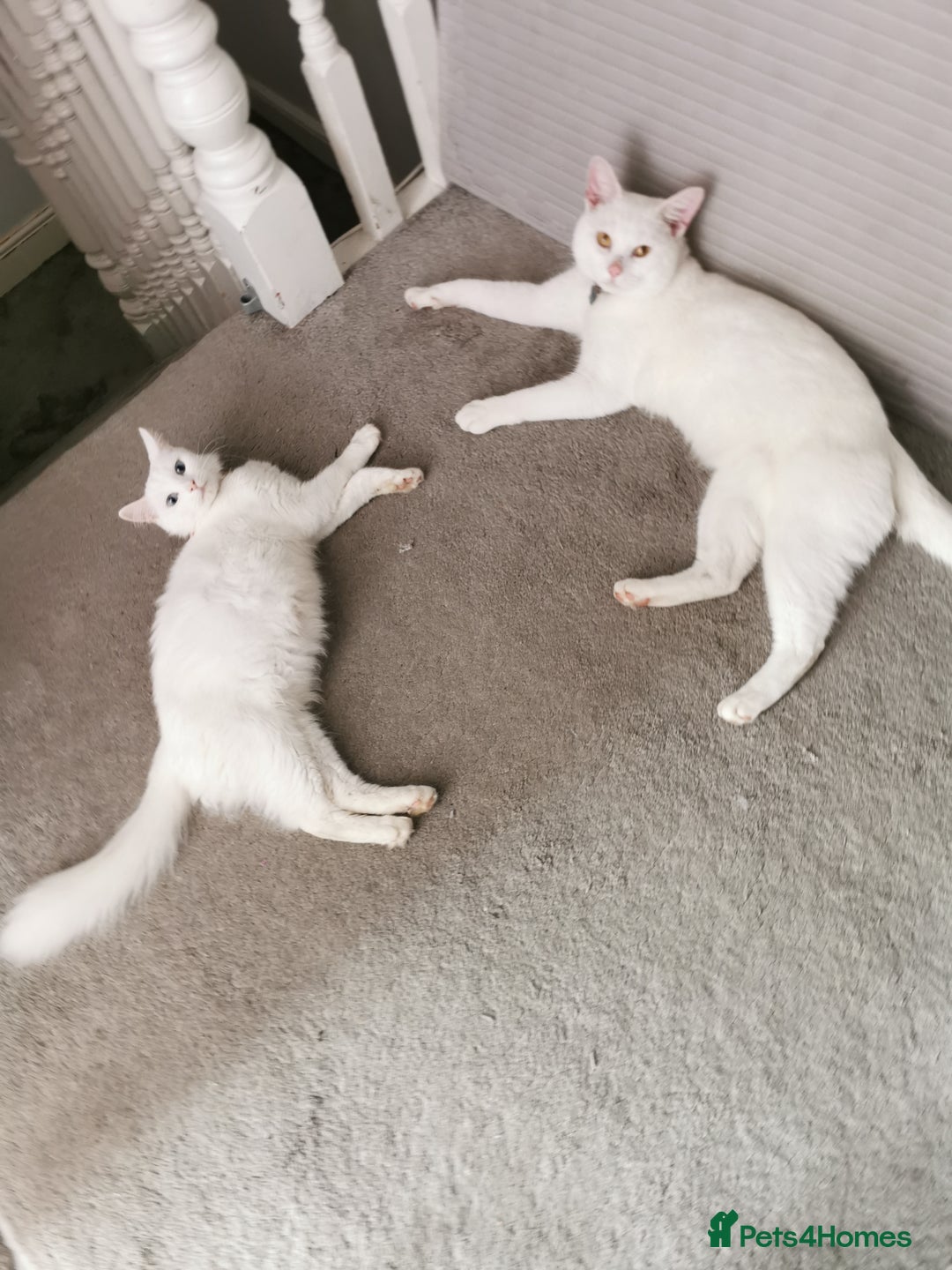 Mixed Breed cats for sale: Mixed breed Turkish Angora fluffy kittens - Image 7