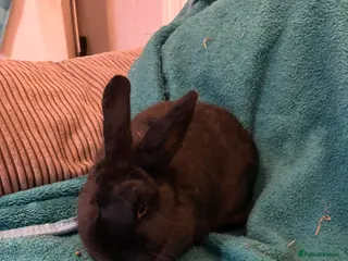 Mini Lop rabbits 2 rabbits available - Advert 11