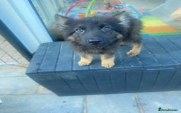 German Shepherd dogs for sale: REDUCED!! LAST short hair german shepherd female - Image 4