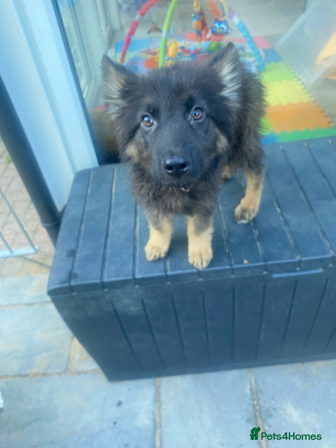German Shepherd dogs for sale: REDUCED!! LAST short hair german shepherd female - Image 4