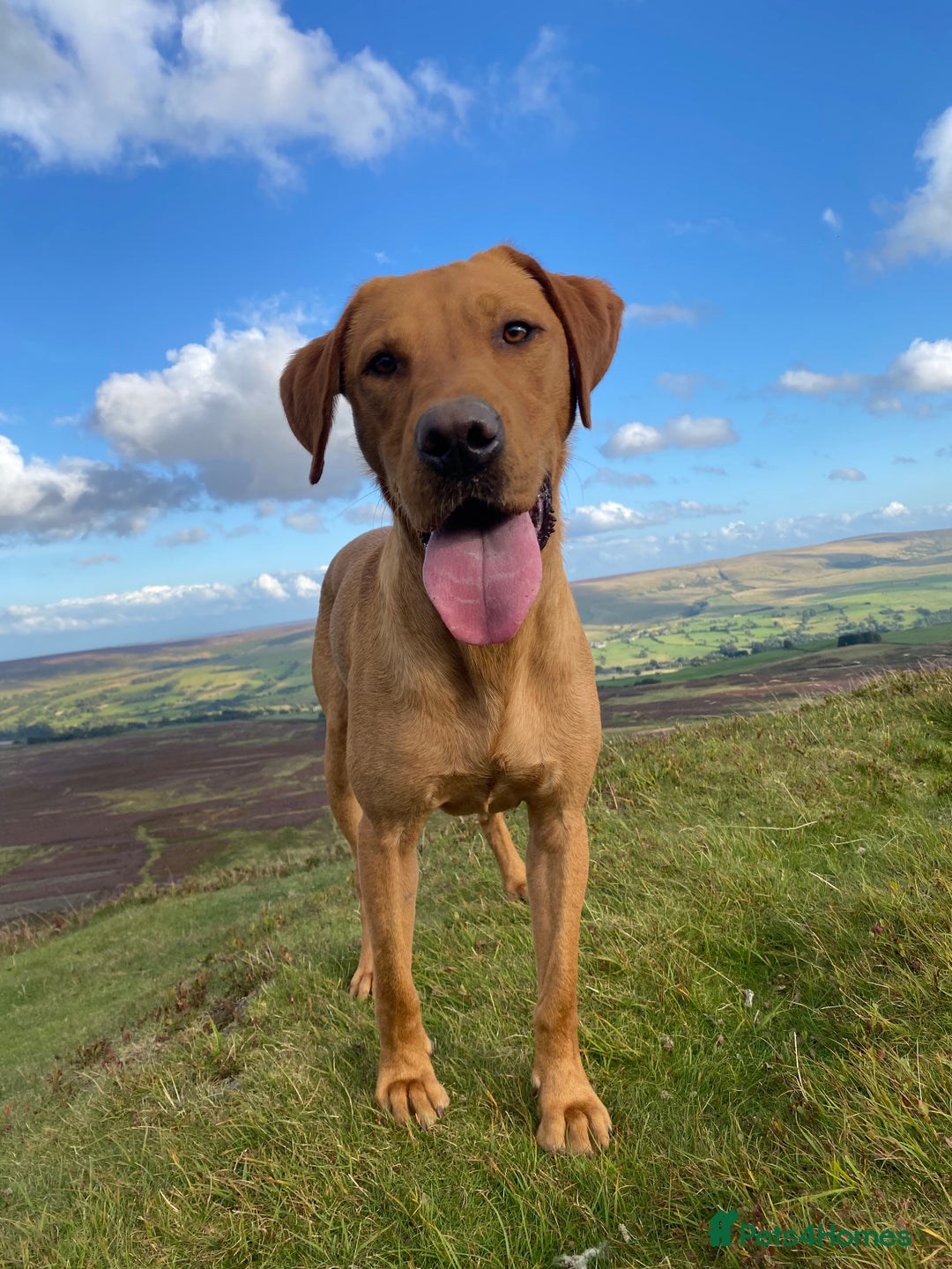 Labrador Retriever dogs for stud: Fox Red Labrador at stud KC Health tested  - Image 6