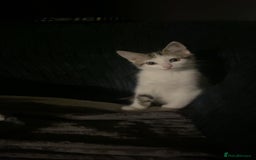 Domestic Shorthair cats for sale: Snowflake  - Image 2