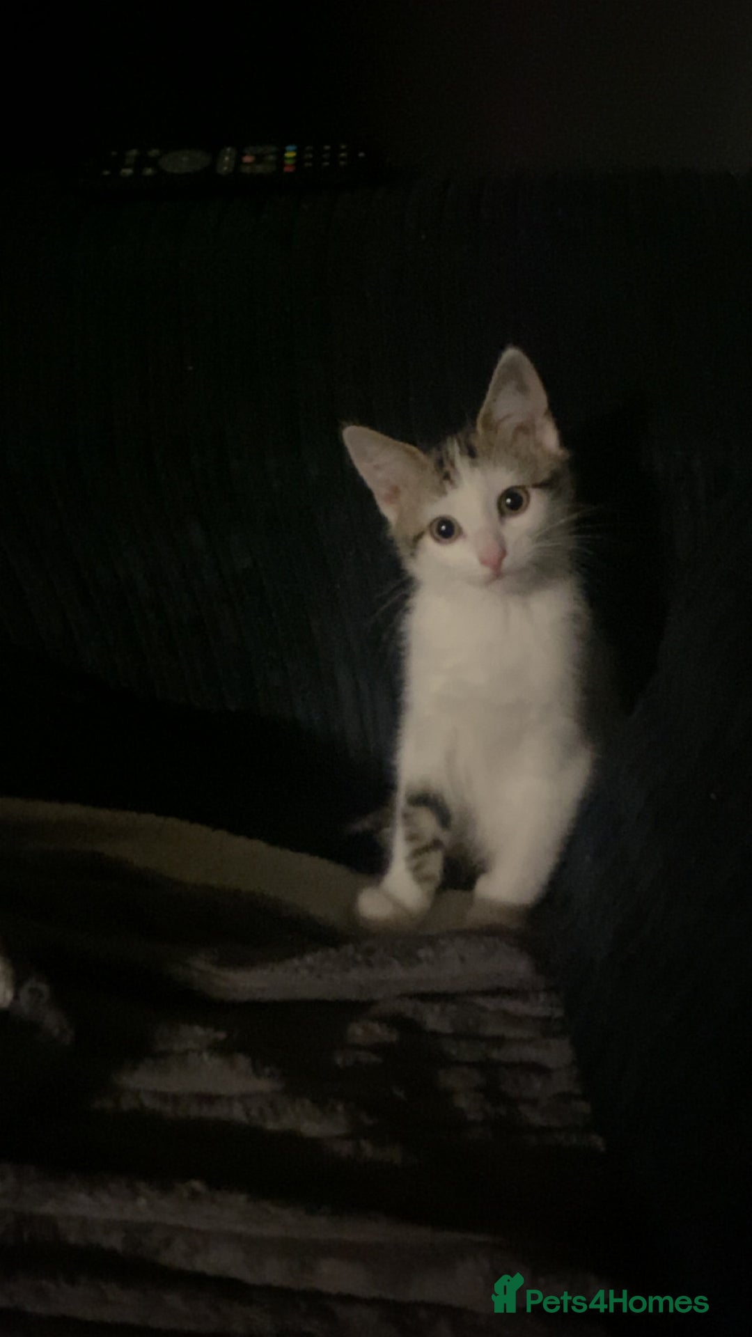 Domestic Shorthair cats for sale: Snowflake  - Image 2