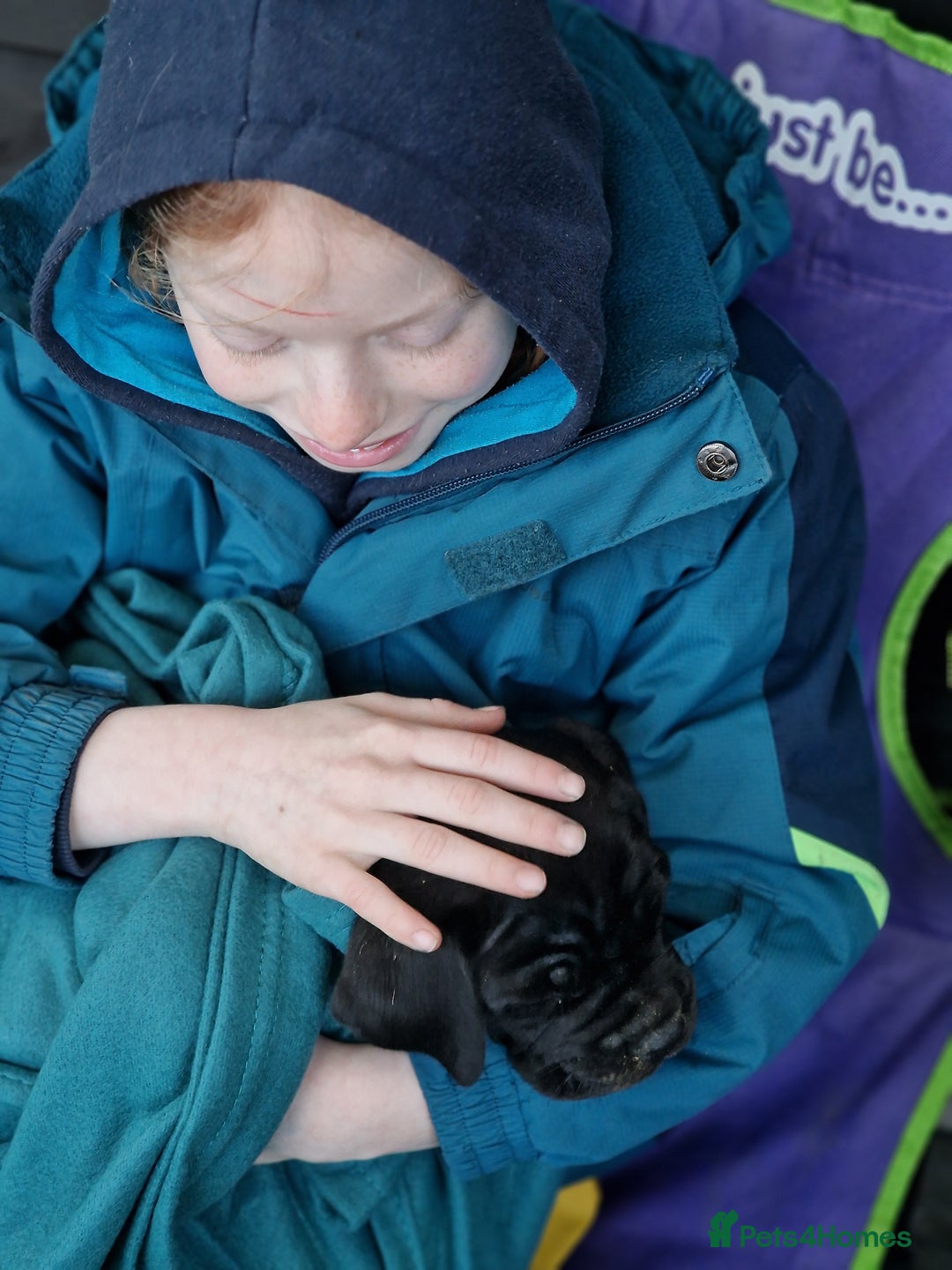 Mixed Breed dogs for sale: Cane Corso X Neapolitan Mastiff mix pups for sale - Advert 8