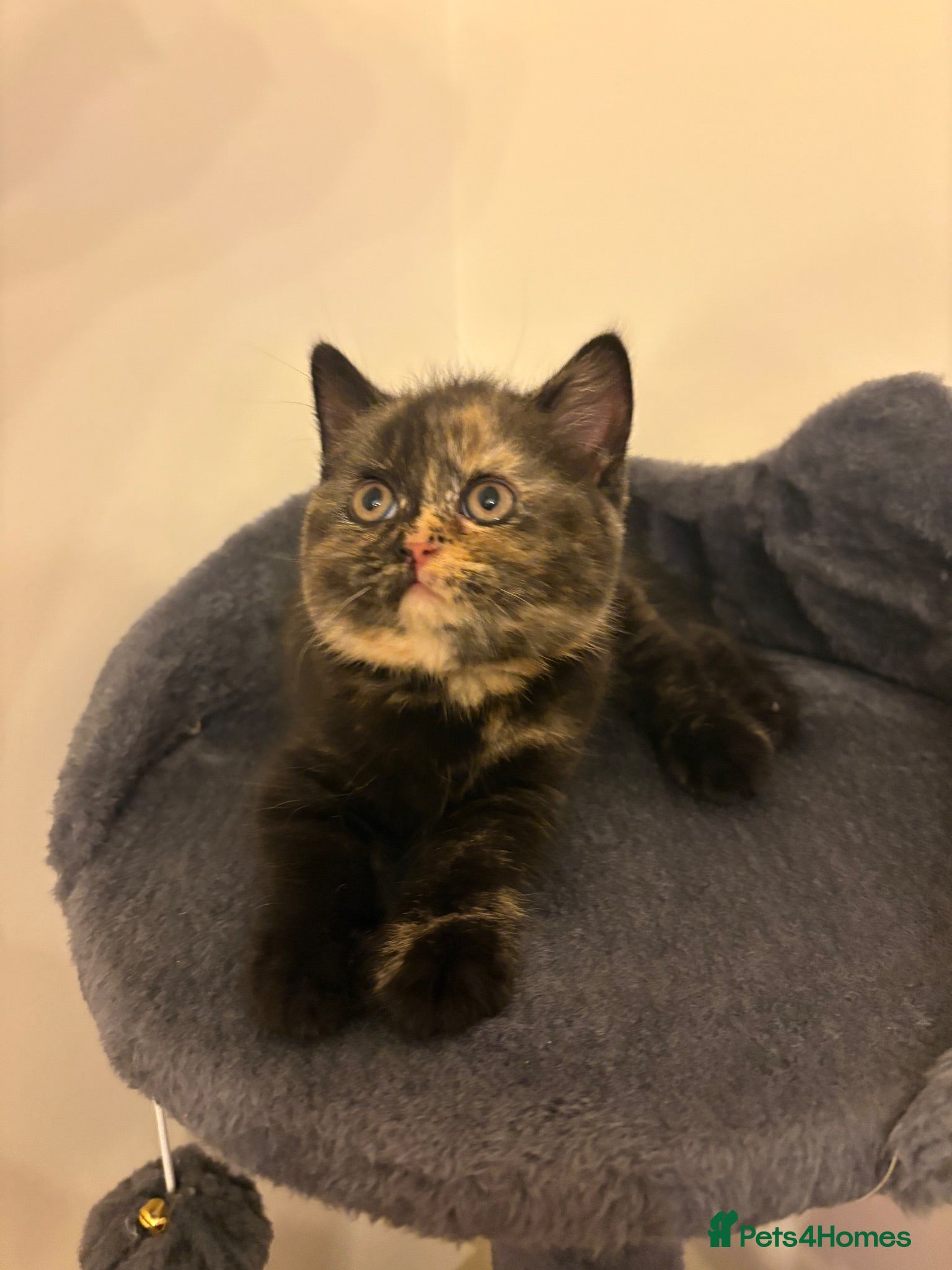 British Shorthair cats 2 girls / GCCF - BSH - looking for forever homes  - Advert 15