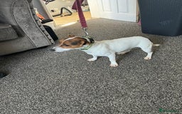 Jack Russell dogs for sale: Small 11 month old jack Russell  - Image 3