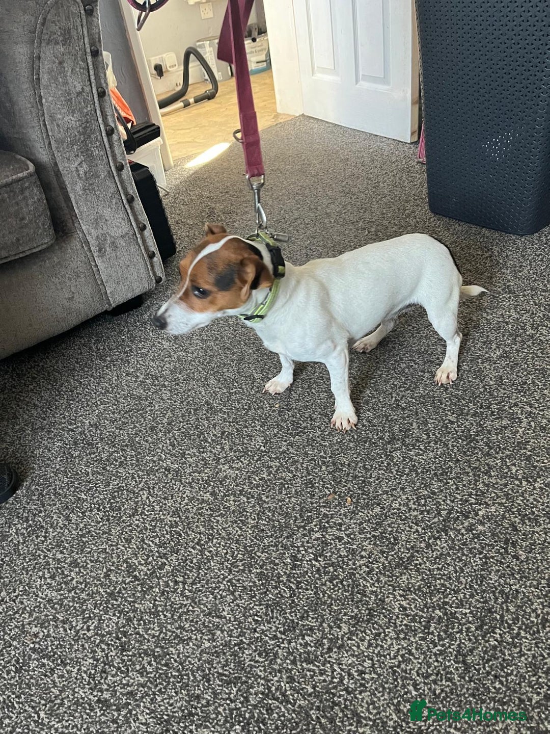 Jack Russell dogs for sale: Small 11 month old jack Russell  - Image 3
